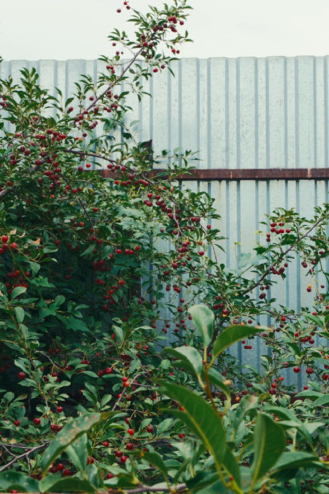 Cherry Sprout poster