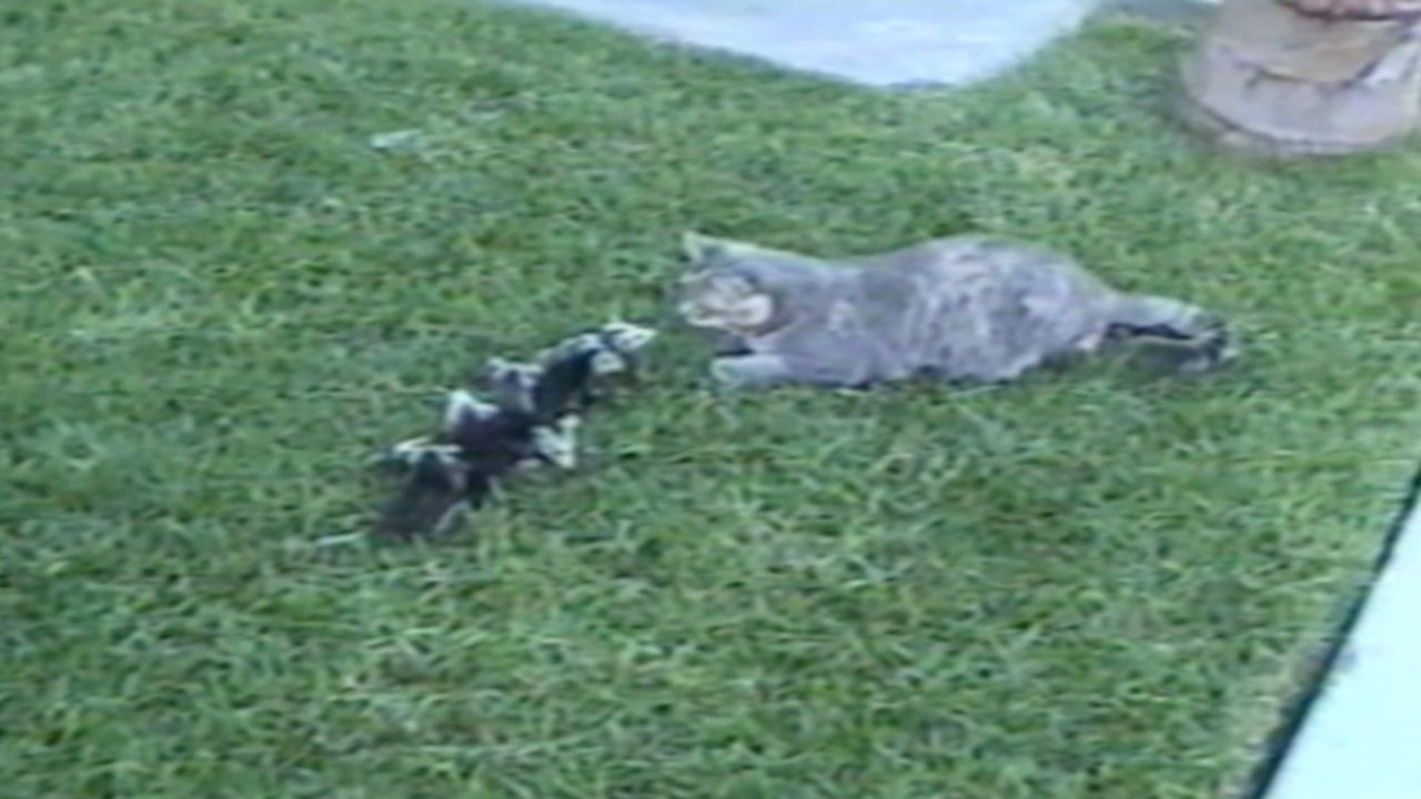 Funniest Pets & People backdrop