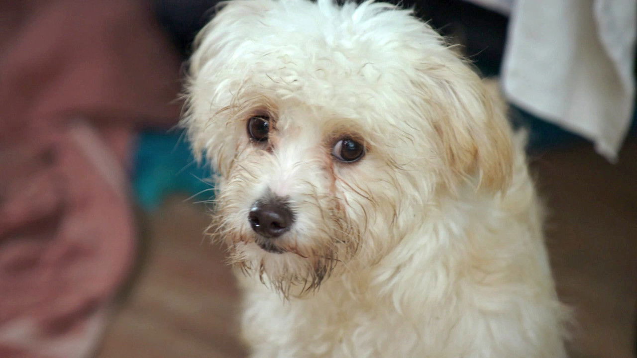 The Dog House NZ — Épisode 2