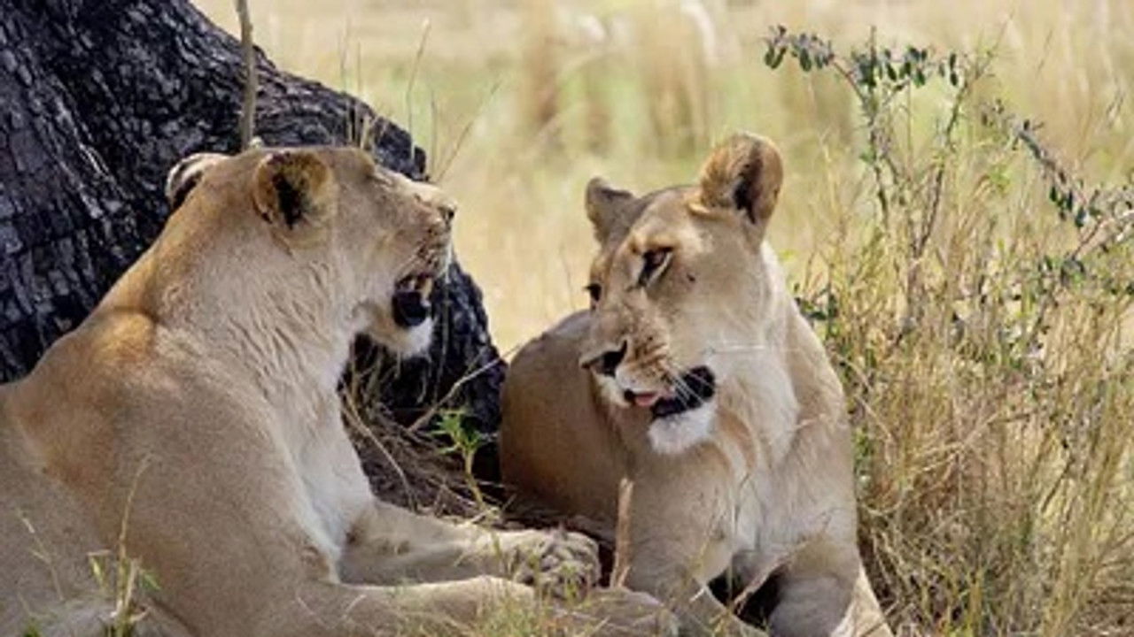 Mission : sauver le monde sauvage — Paradis en sursis