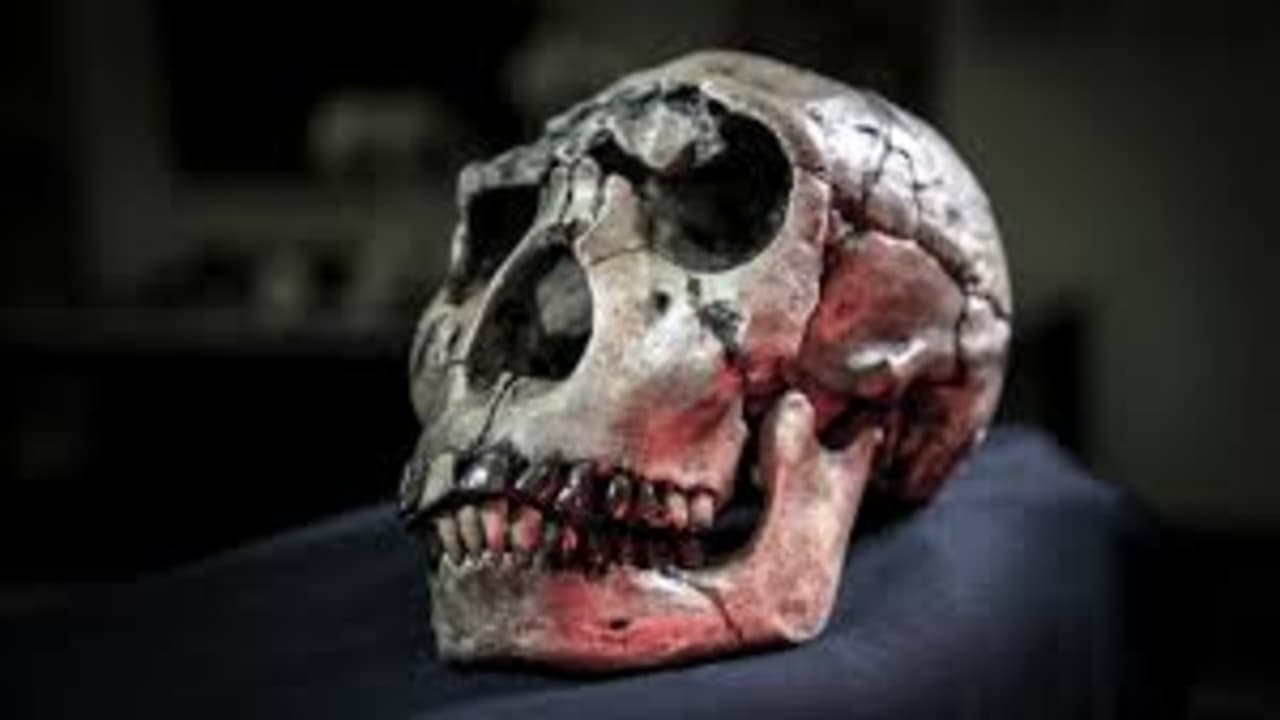 Atapuerca: El Misterio De La Evolucion Humana Backdrop Image