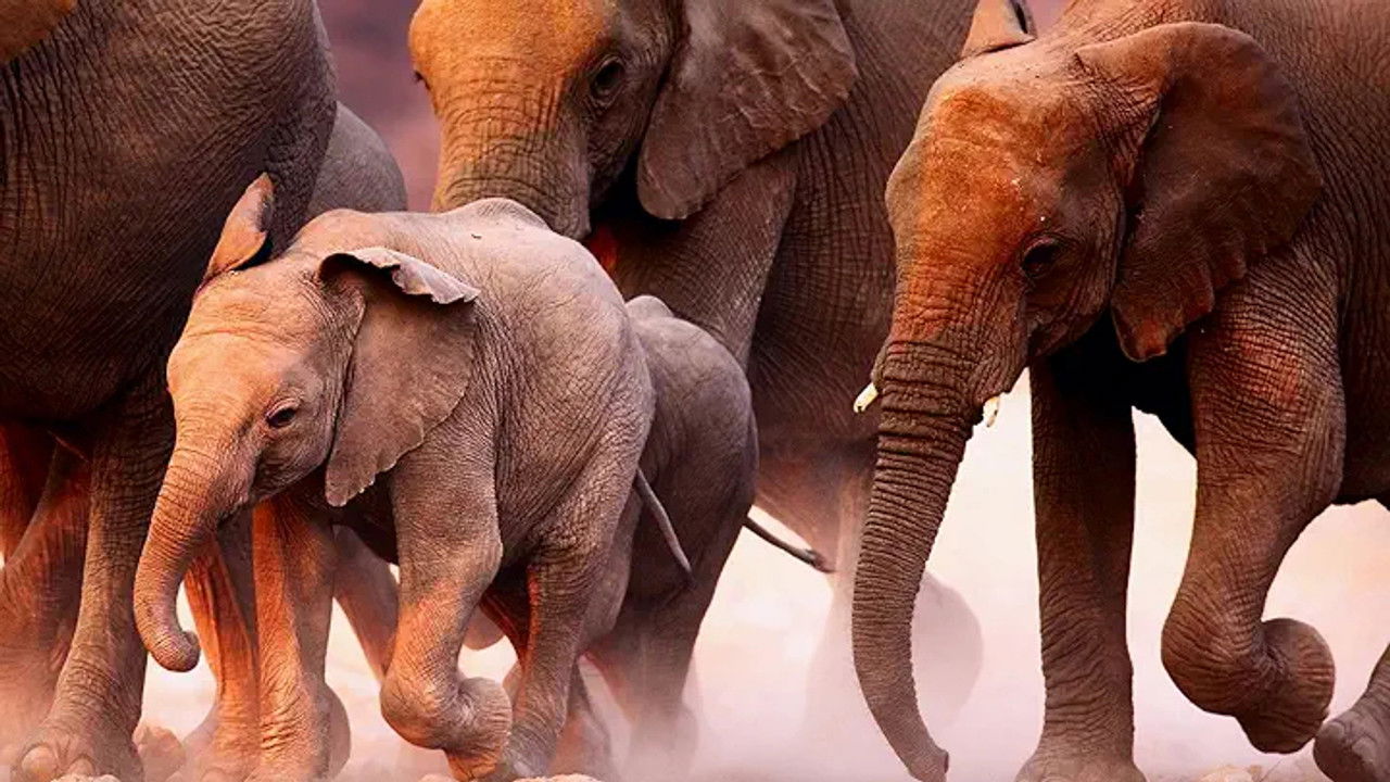 Just Animals — Épisode 6