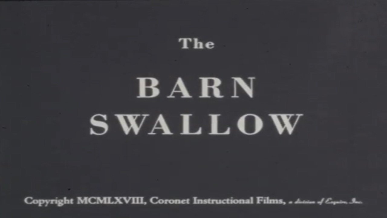 The Barn Swallow