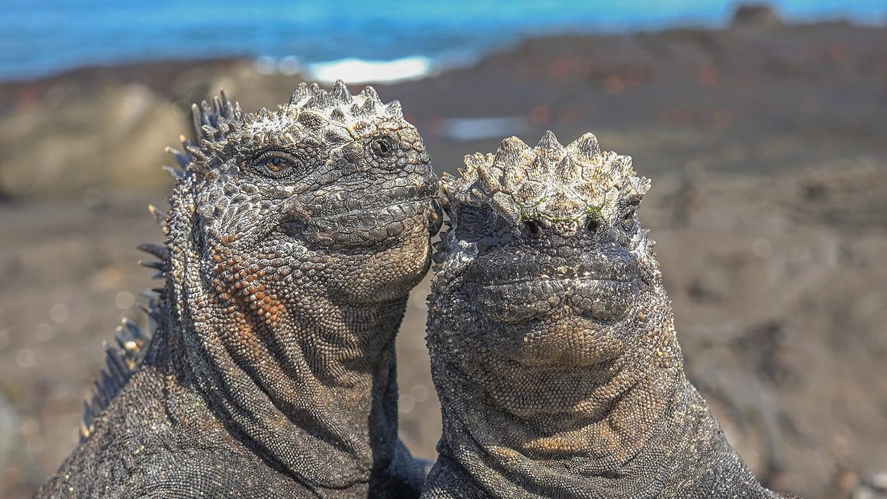 Nature - Season 42 Episode 4 : Spy in the Ocean: Deep Relationships