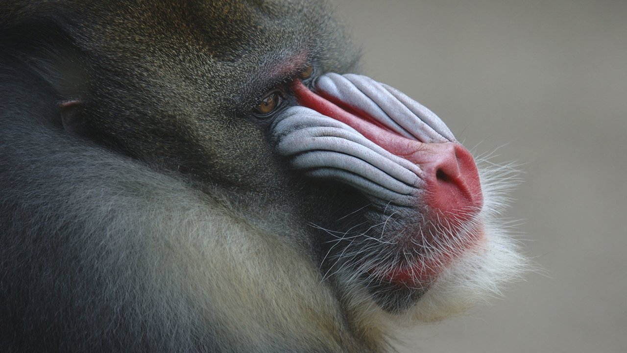 Nature - Season 15 Episode 3 : Mask of the Mandrill