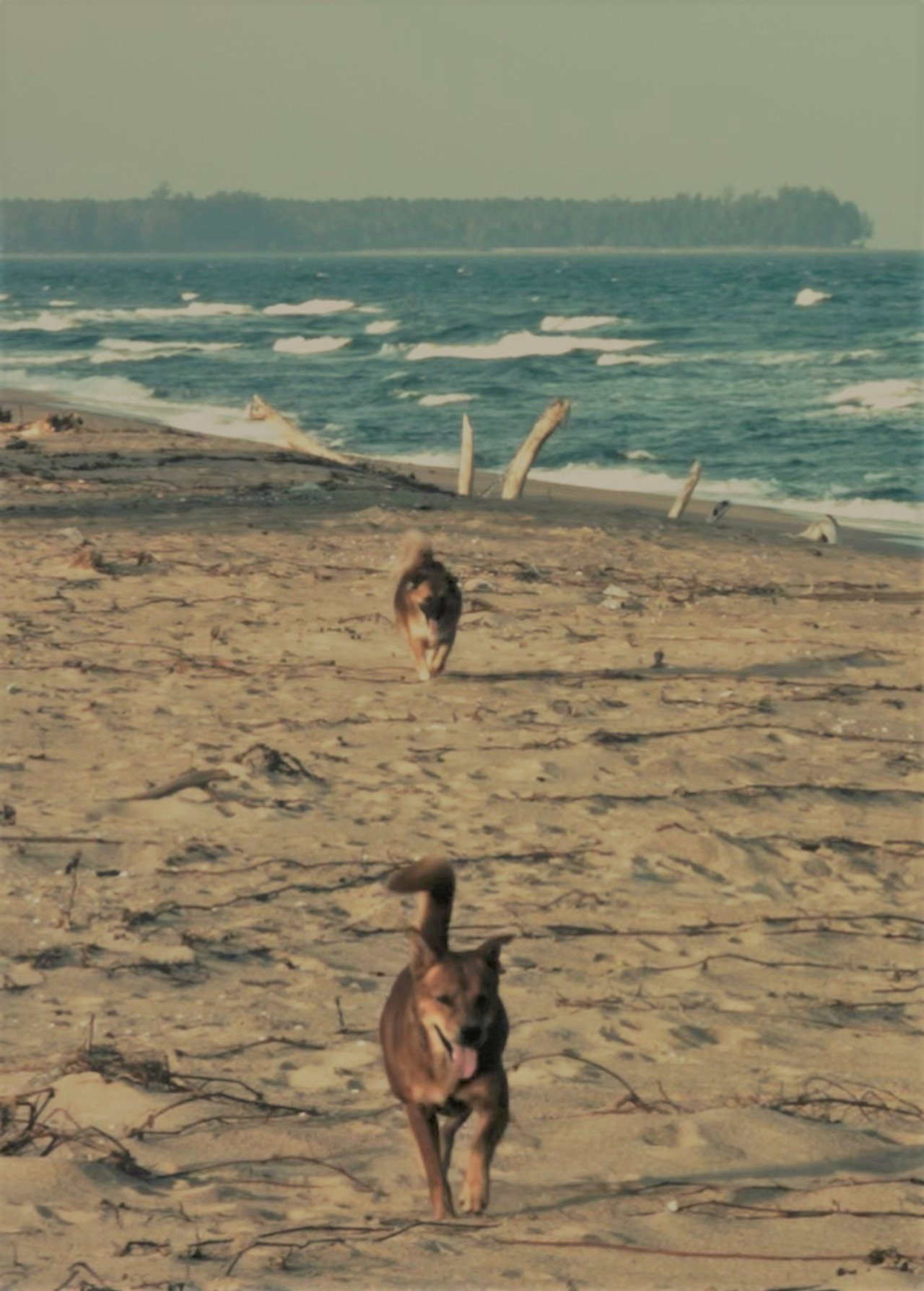 Sangha filmaffisch