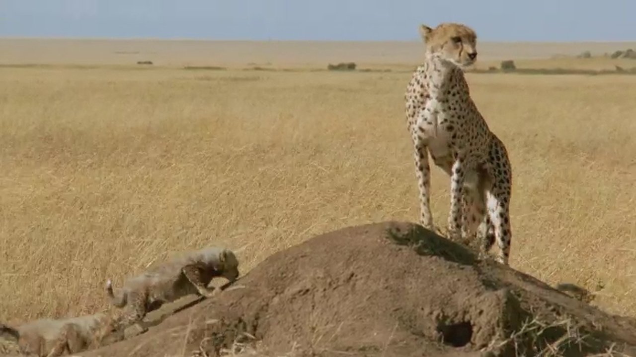 If I Were a Cheetah