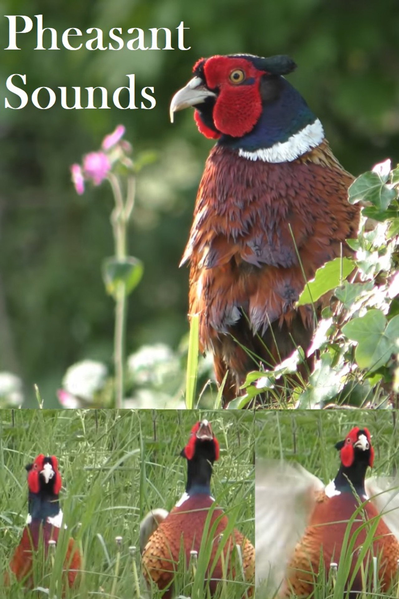 Pheasant Sounds poster
