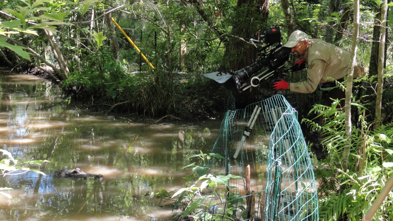 Wild Mississippi Compilation