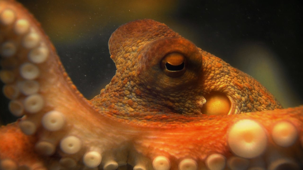 Scen från The Life & Times of Paul the Psychic Octopus