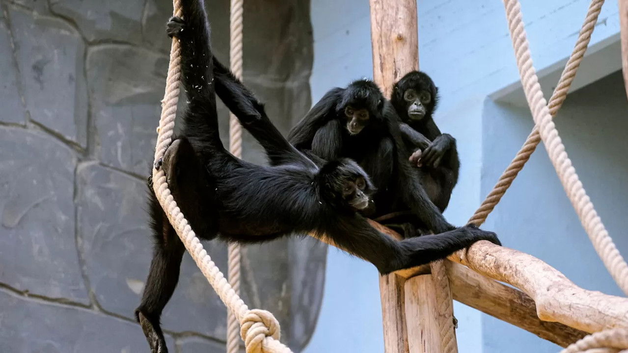 Het Echte Leven in de ZOO — Épisode 3