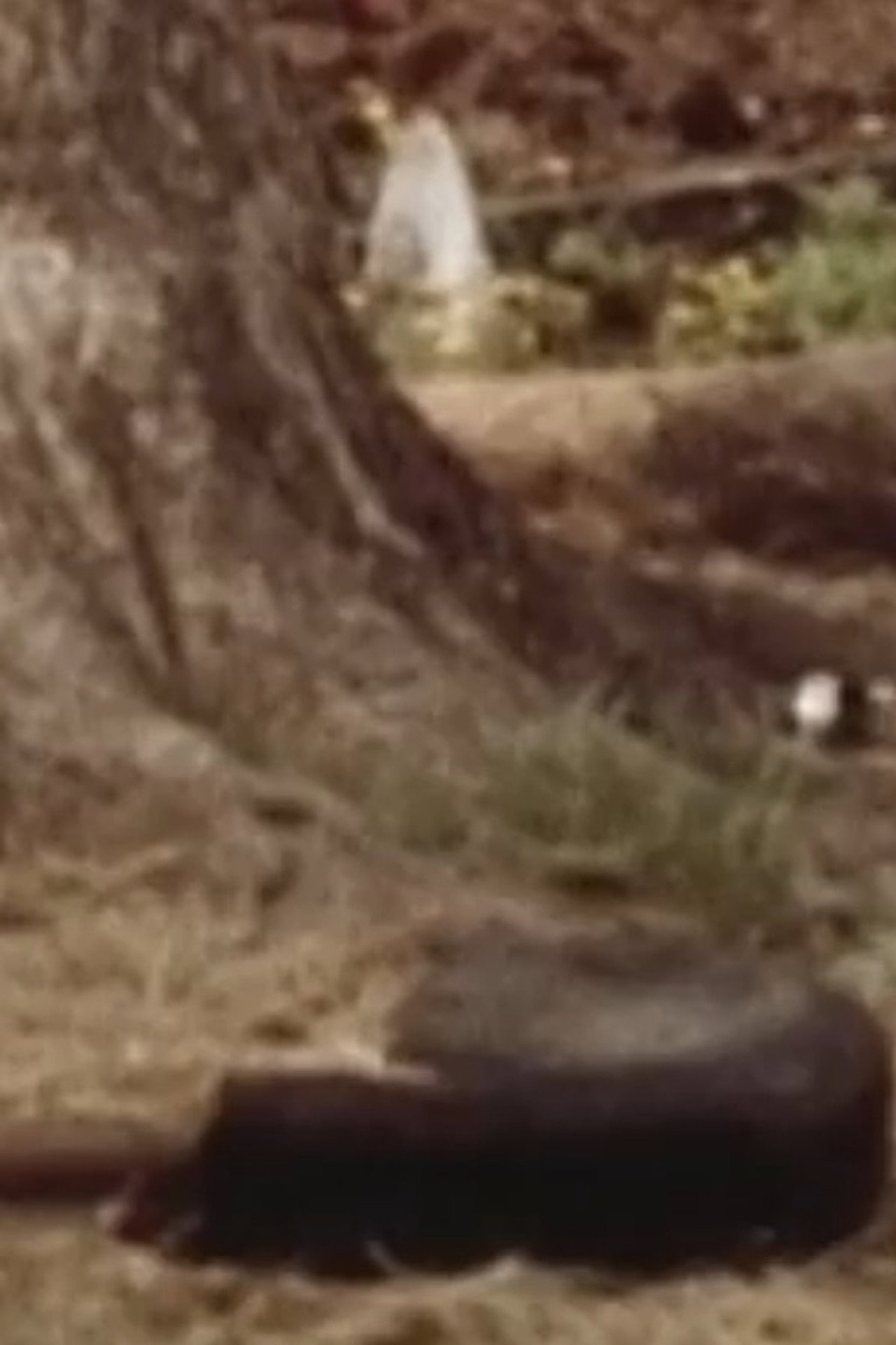 The Mayberry Practice Calf Backdrop