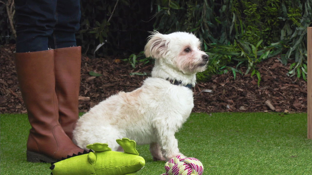 The Dog House NZ — Épisode 6