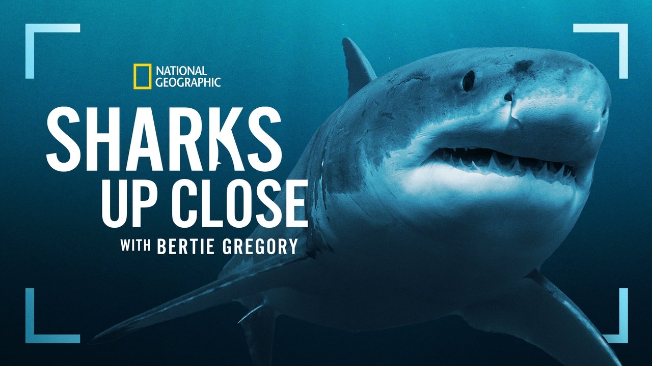 Sharks Up Close with Bertie Gregory backdrop