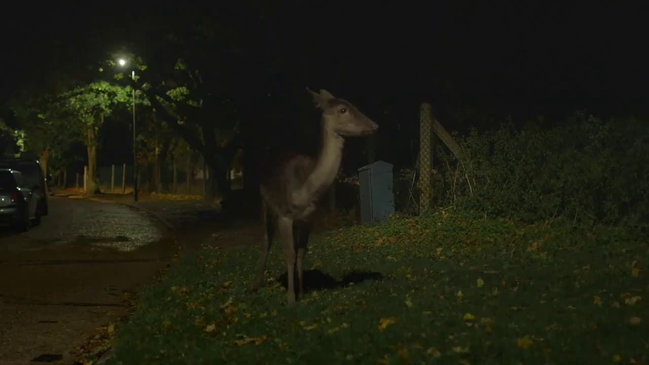 Scen från Canon: Urban Deer