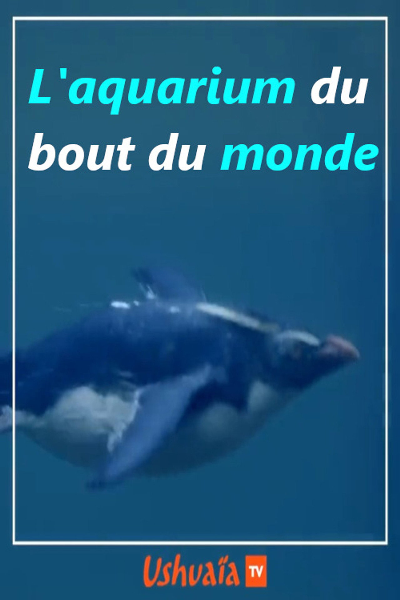 L'aquarium du bout du monde poster