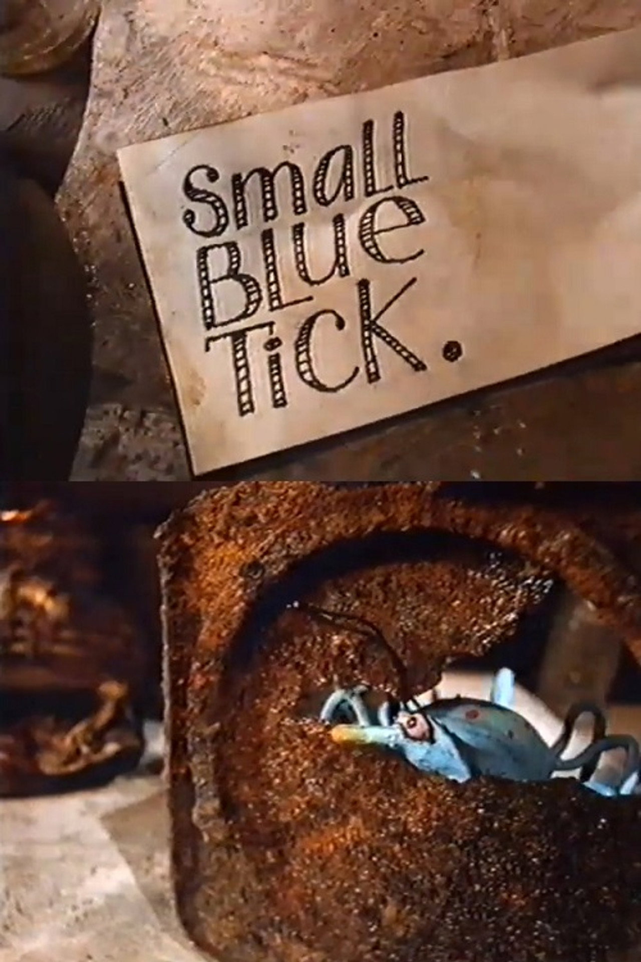 Small Blue Tick. filmaffisch