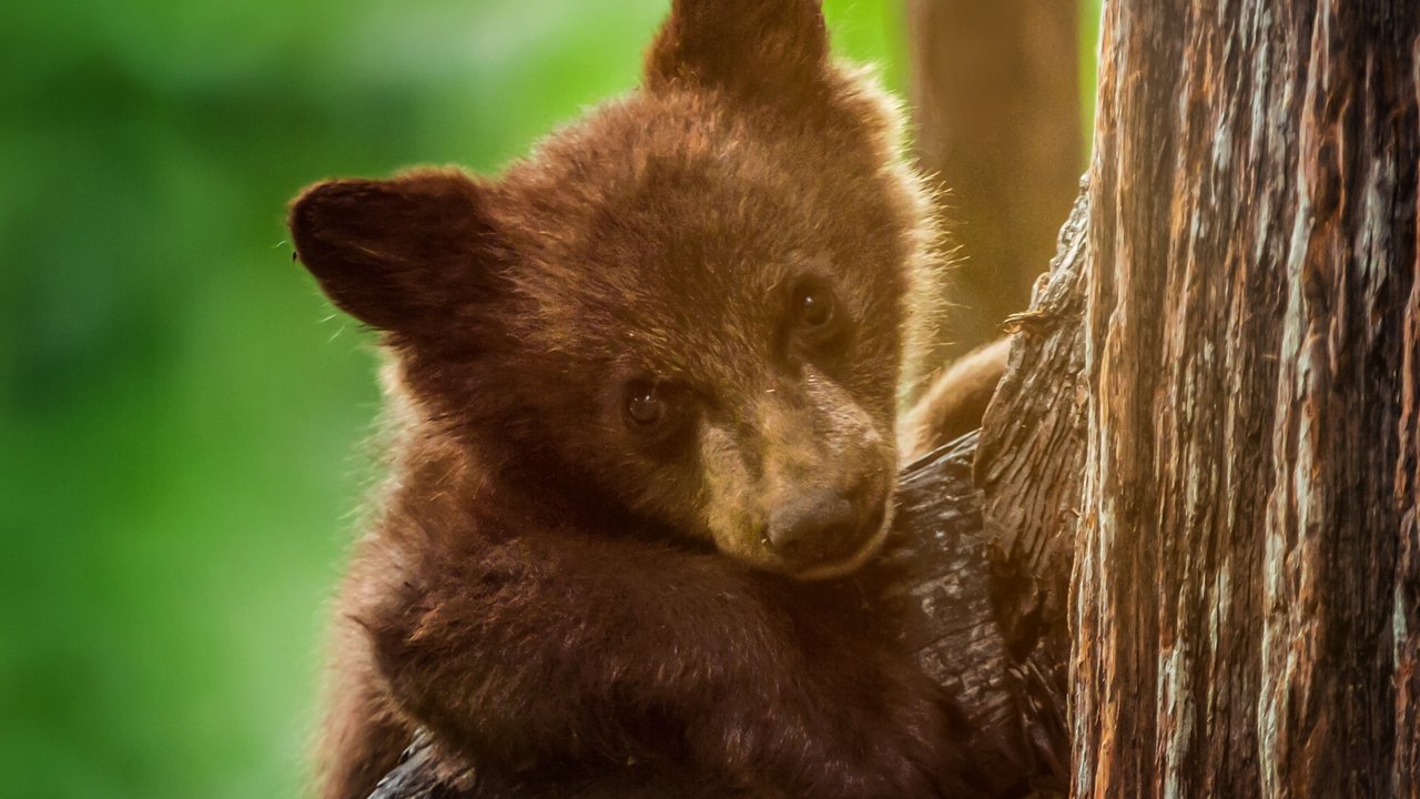 Cast and Crew of America's National Parks