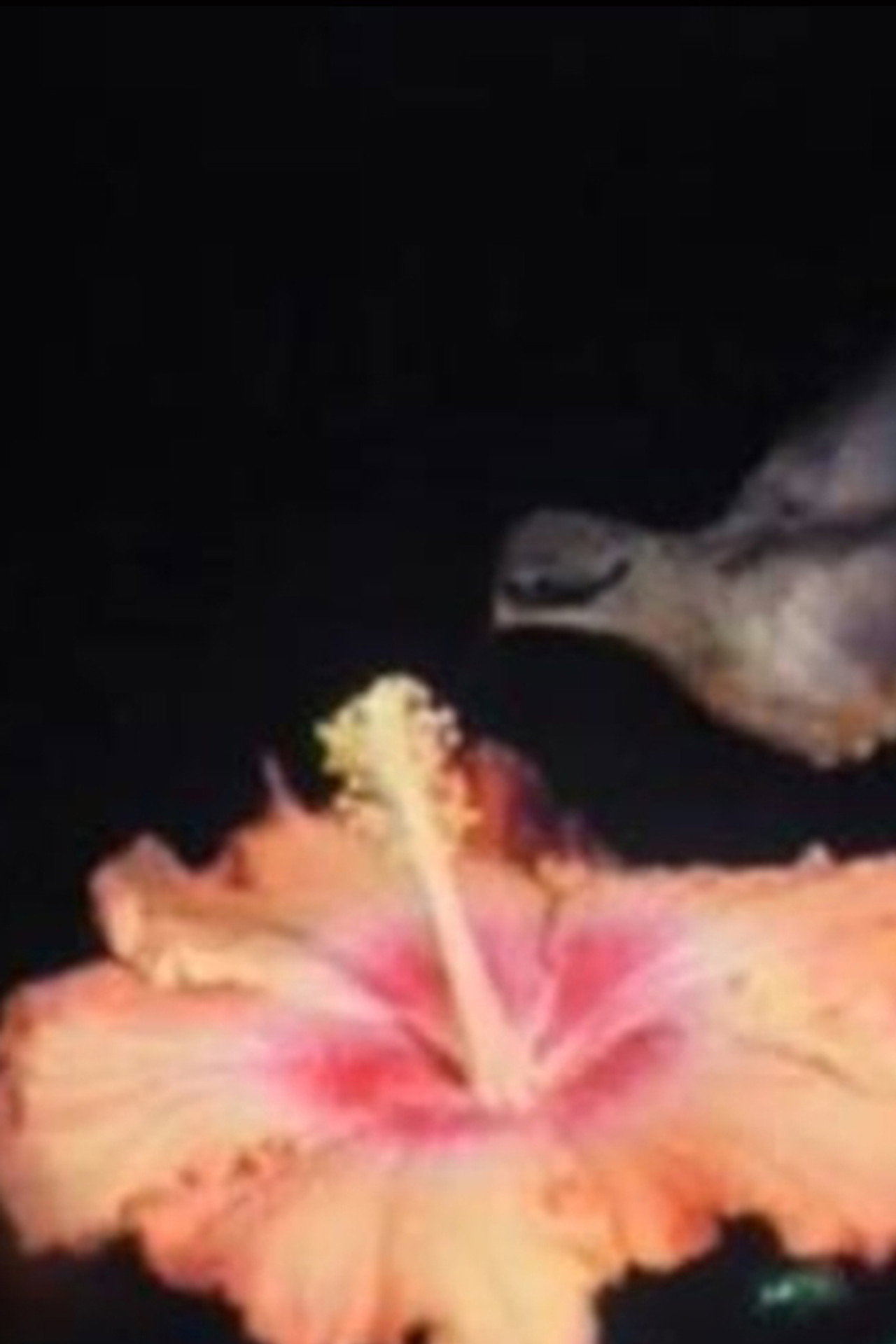 Les Oiseaux du Paradis filmaffisch