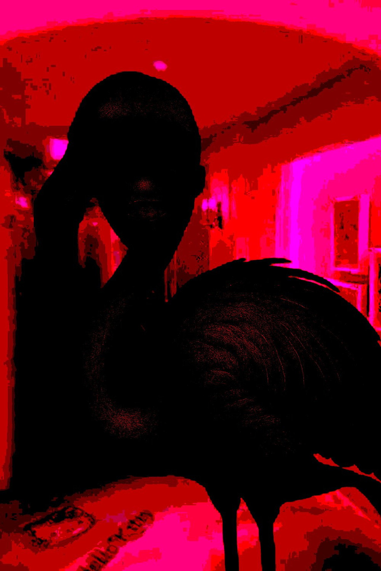 Flamingo