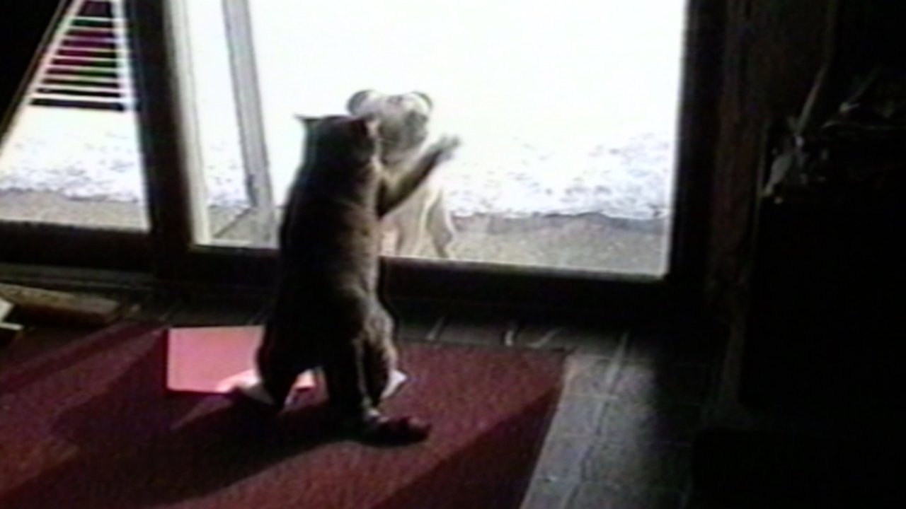 Funniest Pets & People backdrop