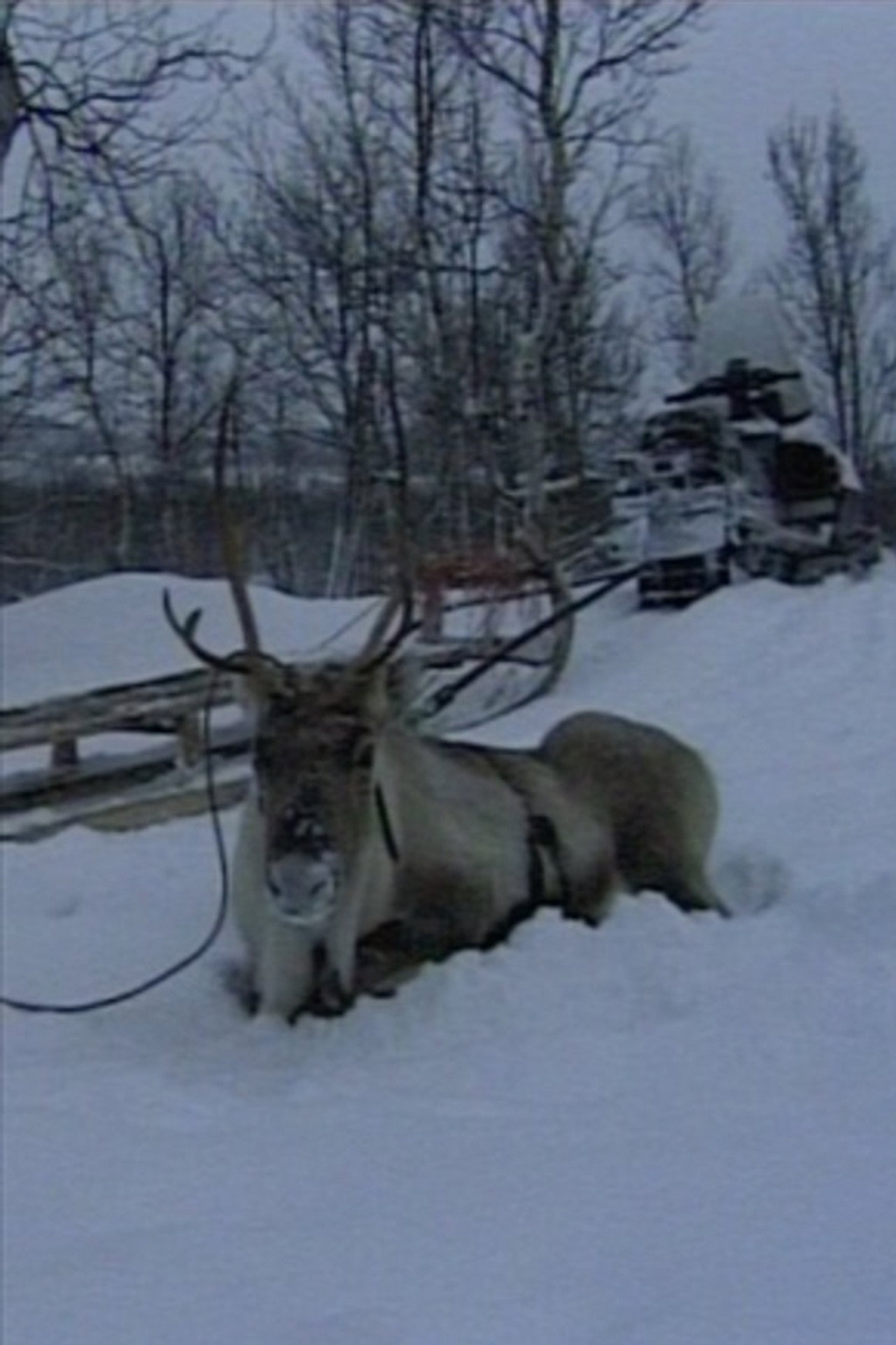 Niestebohcco njuovvan filmaffisch