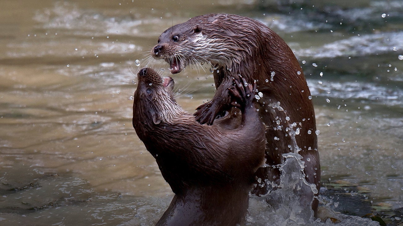 De Terugkeer van de Otter