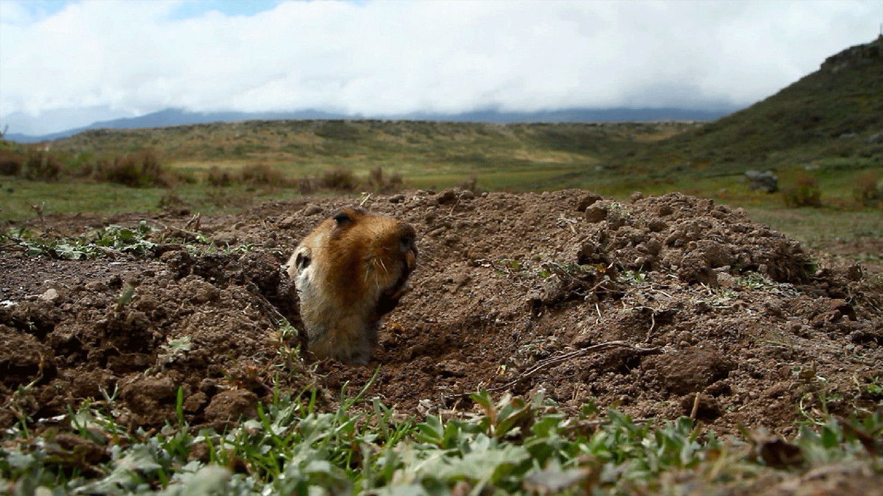 Watch Out, Mole Rat!