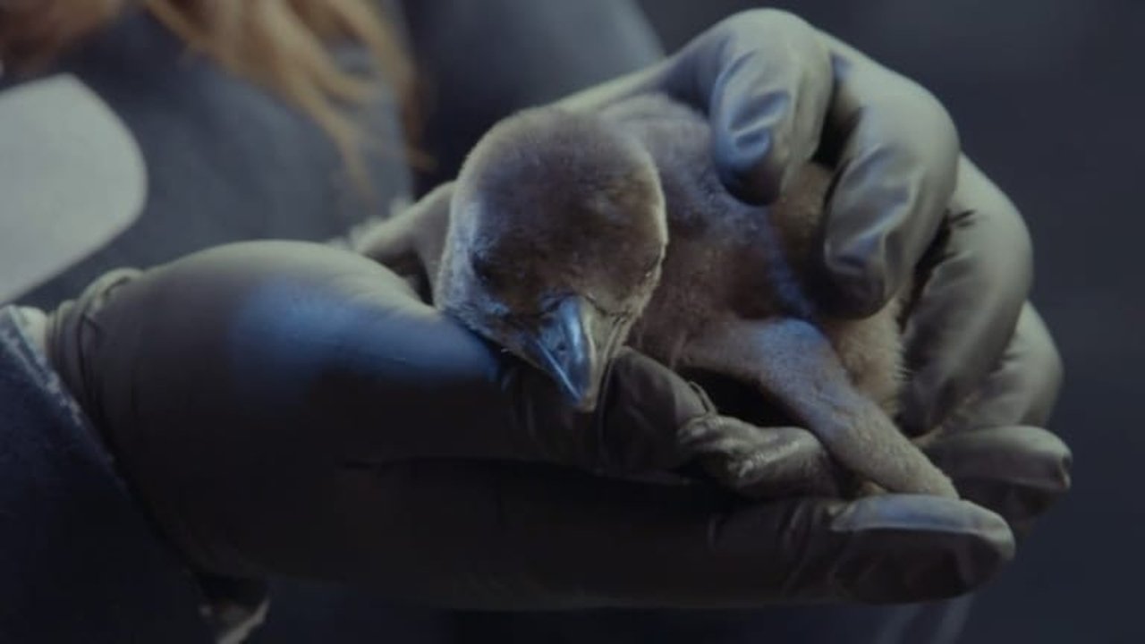 Four Chicks and Counting