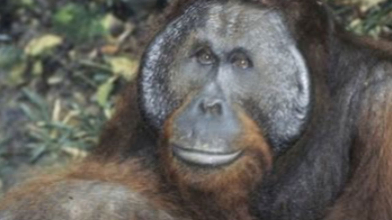 Nature - Season 23 Episode 7 : From Orphan to King