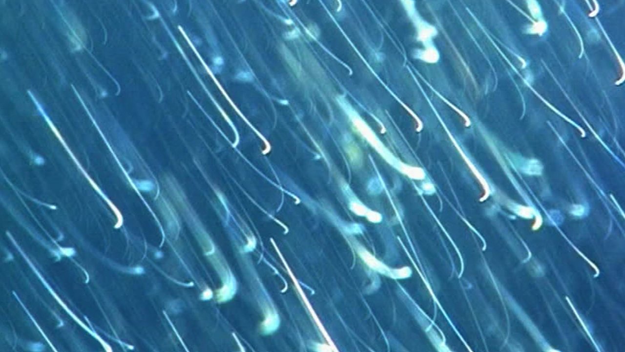 The Girl from Monday