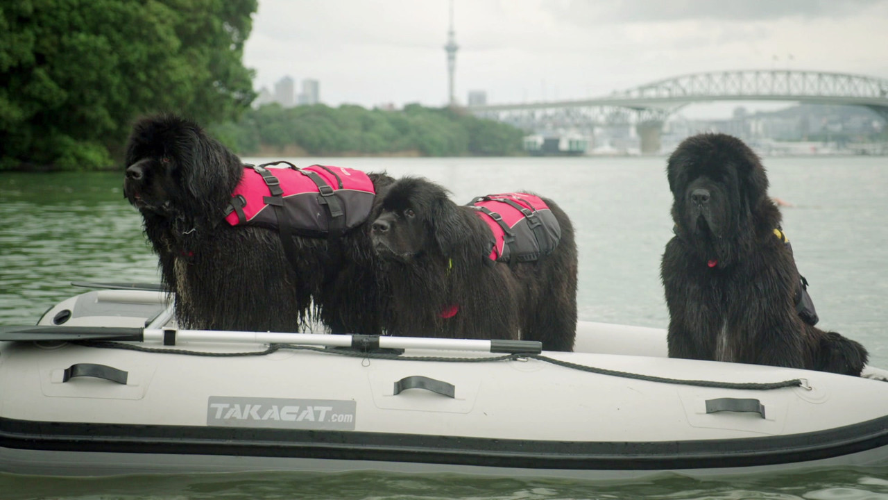 Dog Squad — Épisode 3