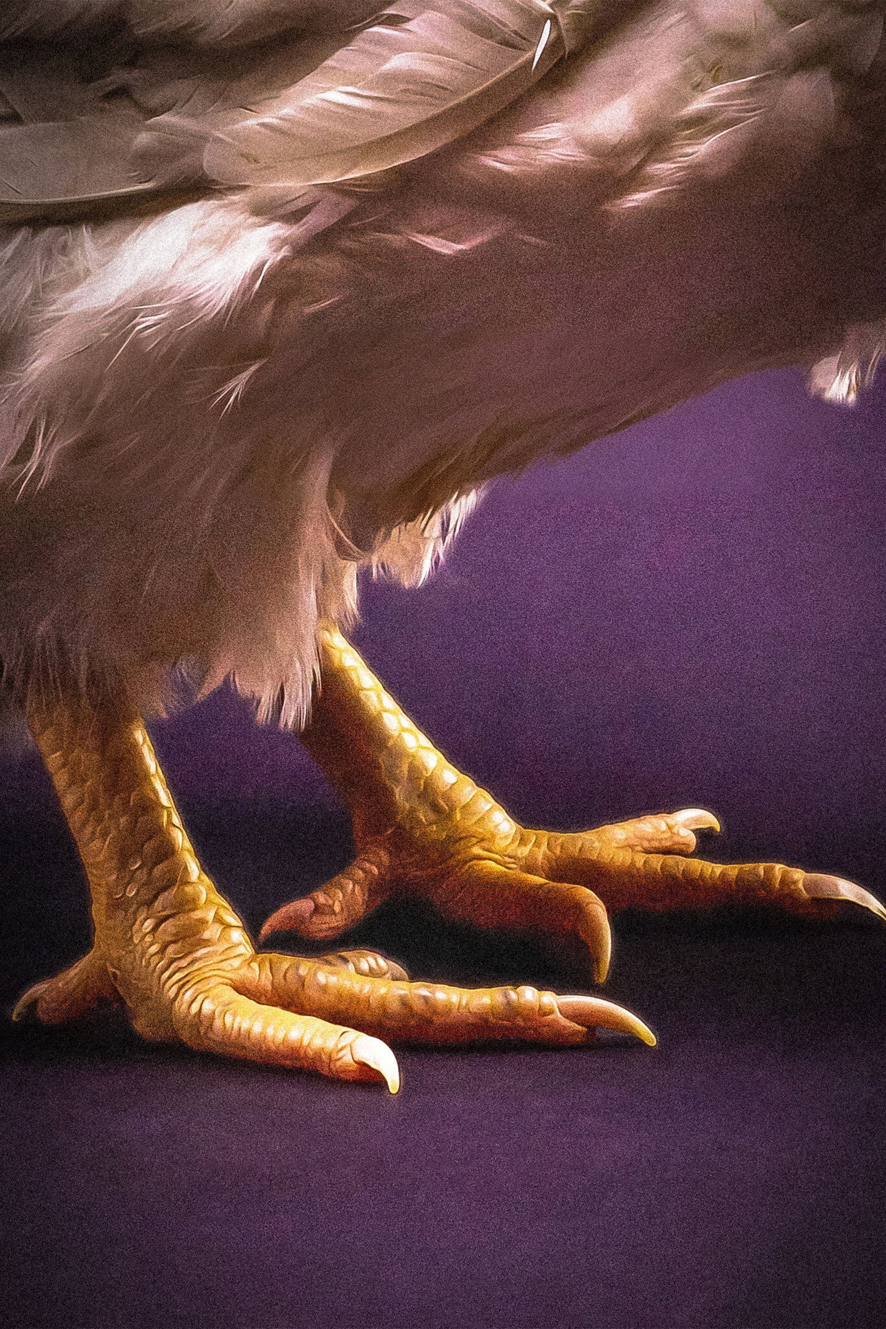 Feathers – plakát 5