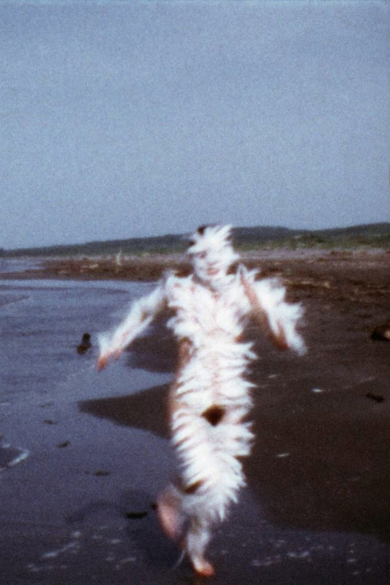 Bird Run