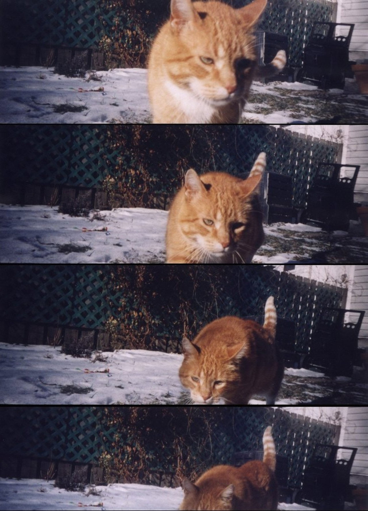 Nobody Knows filmaffisch