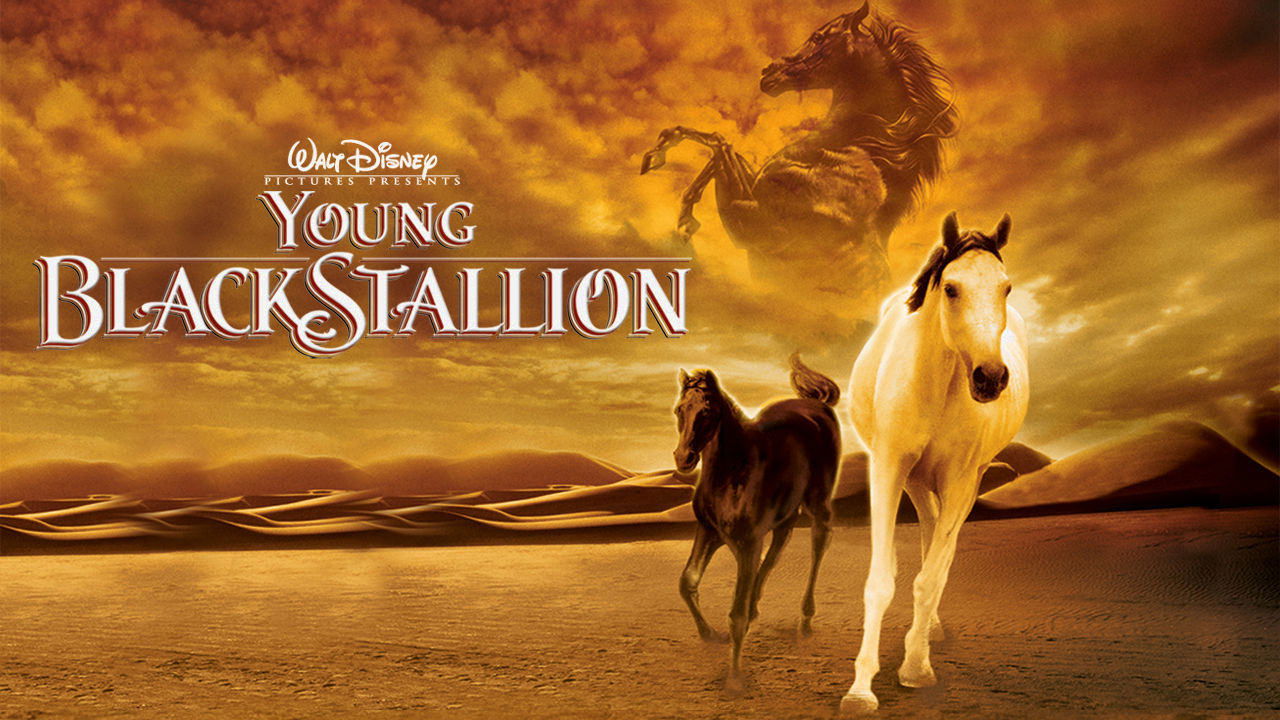 Young Black Stallion background