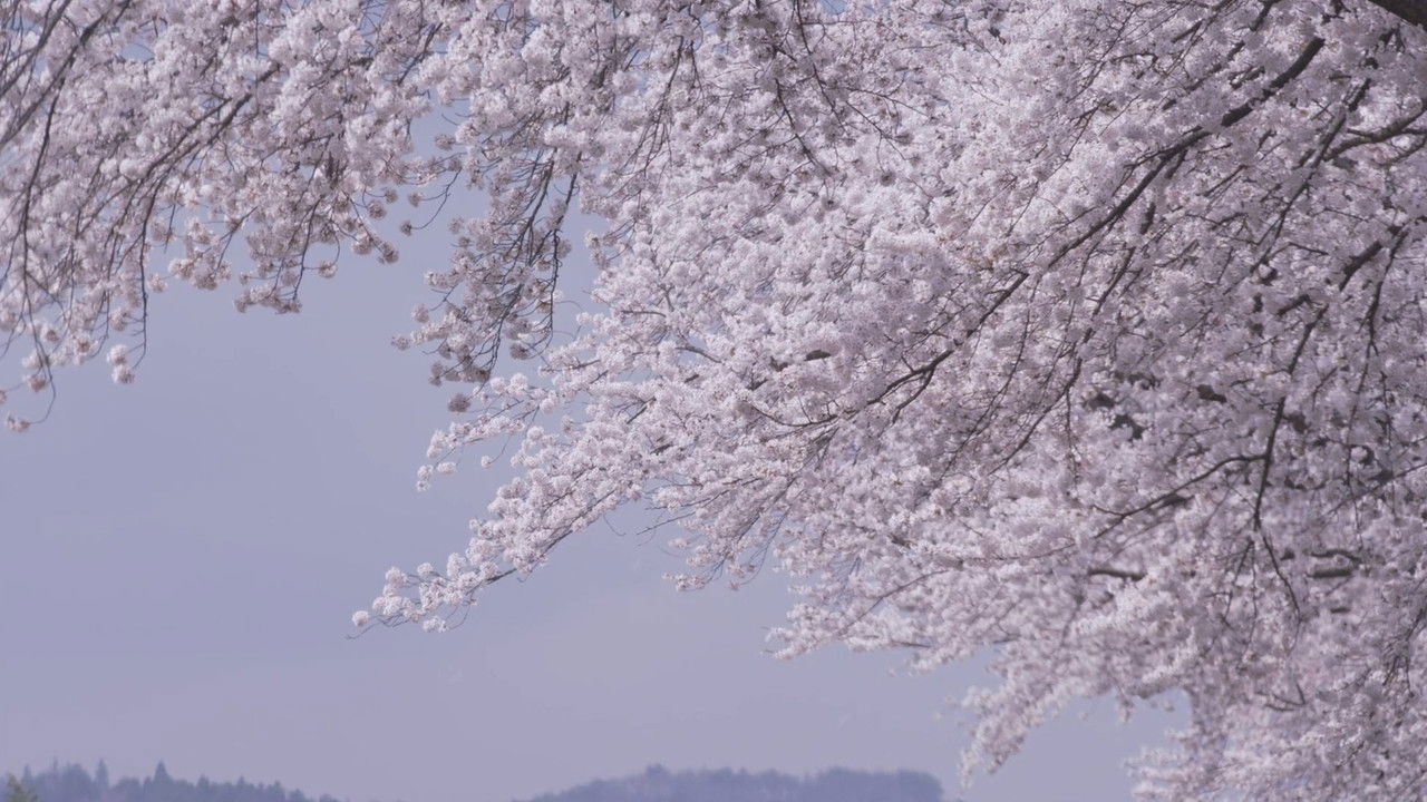 Little Forest: Winter/Spring backdrop