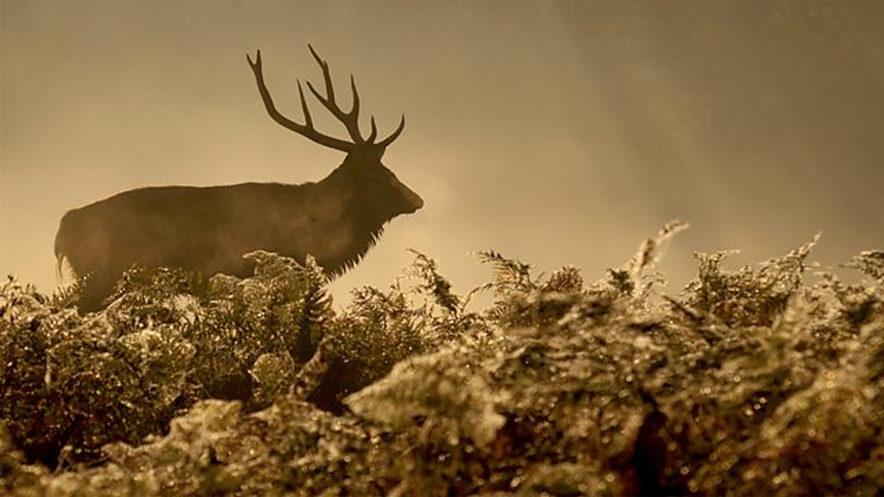 Autumnwatch — Épisode 4