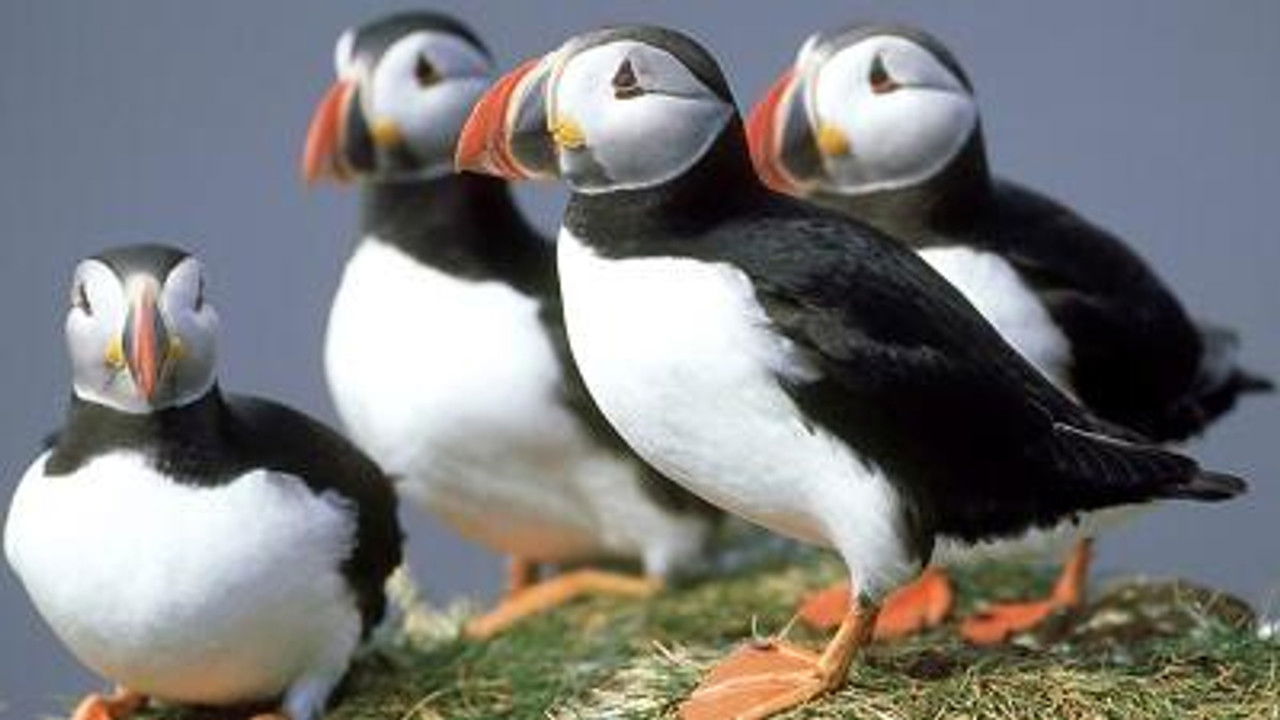 All About Animals — Épisode 17