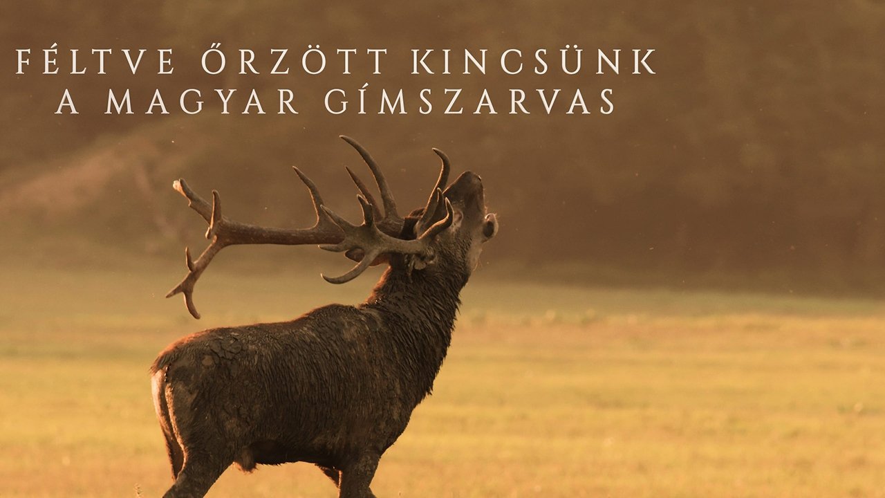 Féltve őrzött kincsünk, a magyar gímszarvas Féltve őrzött kincsünk, a magyar gímszarvas