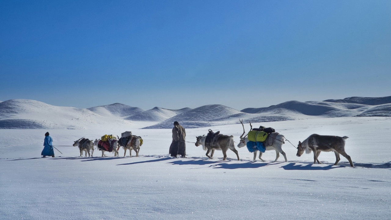 Winter Taiga Winter Taiga