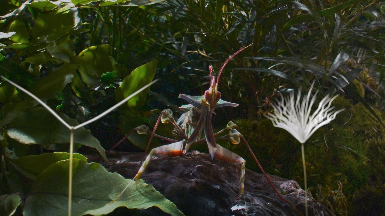 Dandelion's Odyssey backdrop