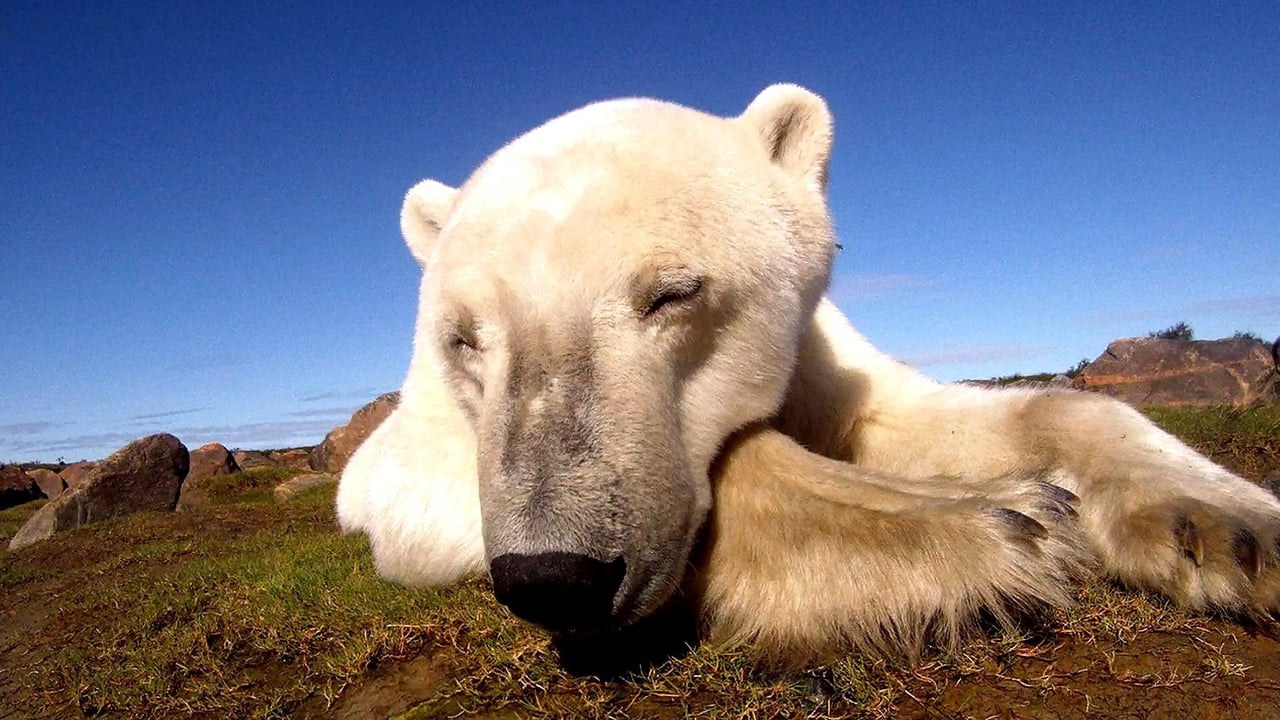 Scen från Polar Bears: Ice Bear