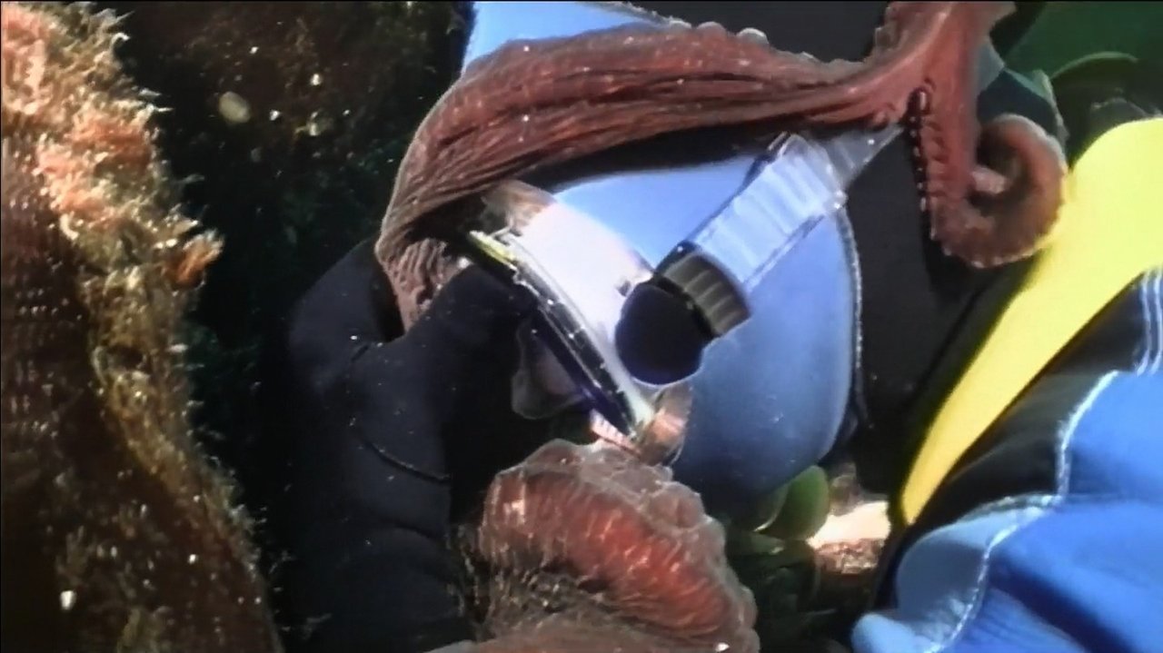 Os vídeos policiais mais selvagens backdrop