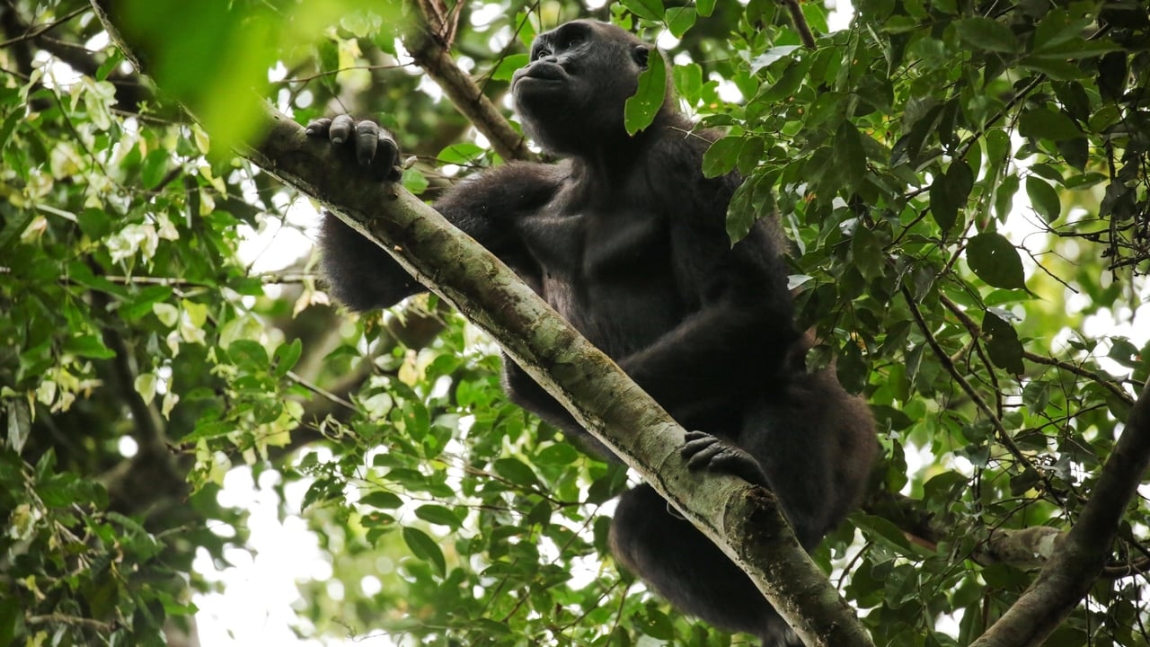 Gorillas of Gabon background