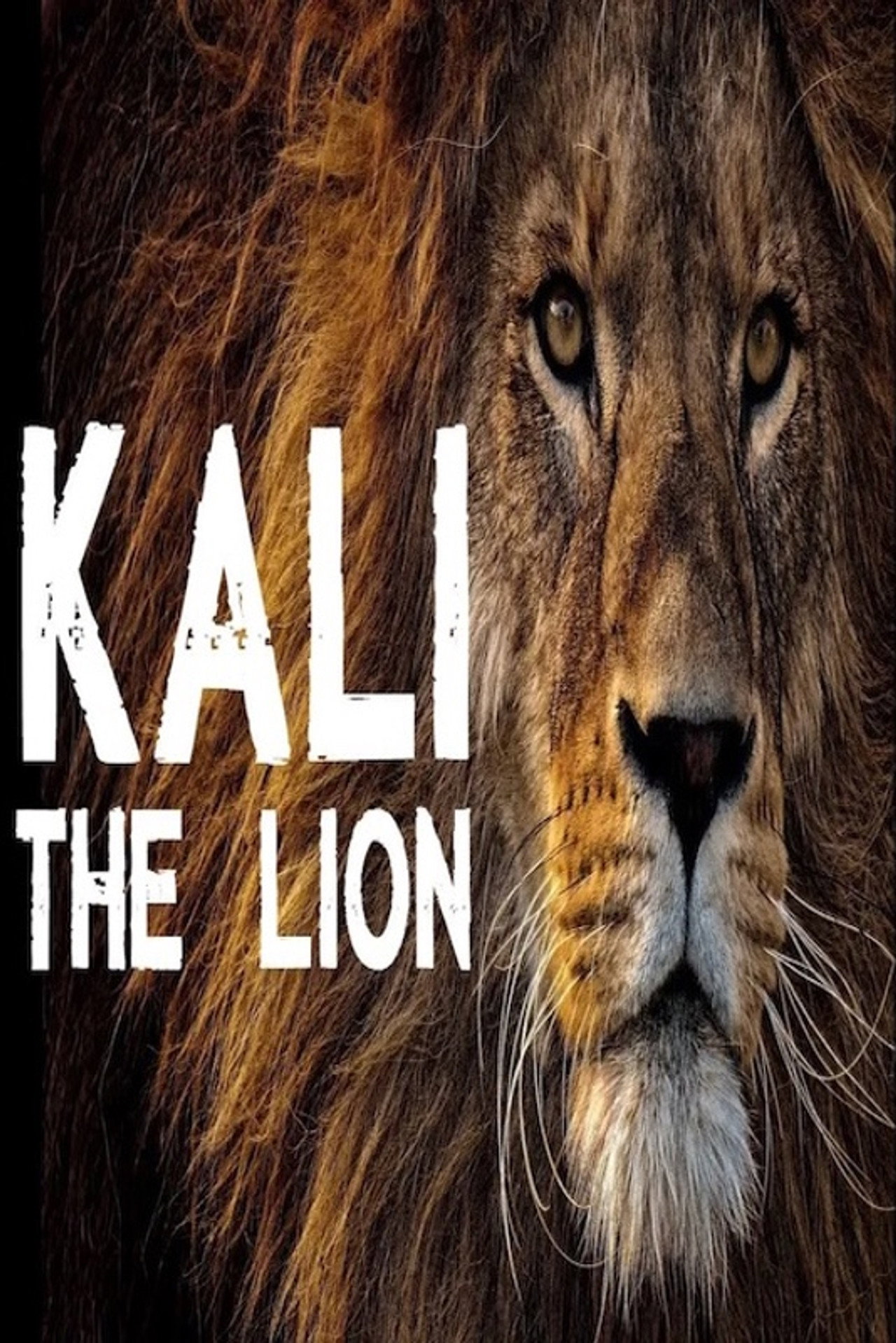 Kali the Lion