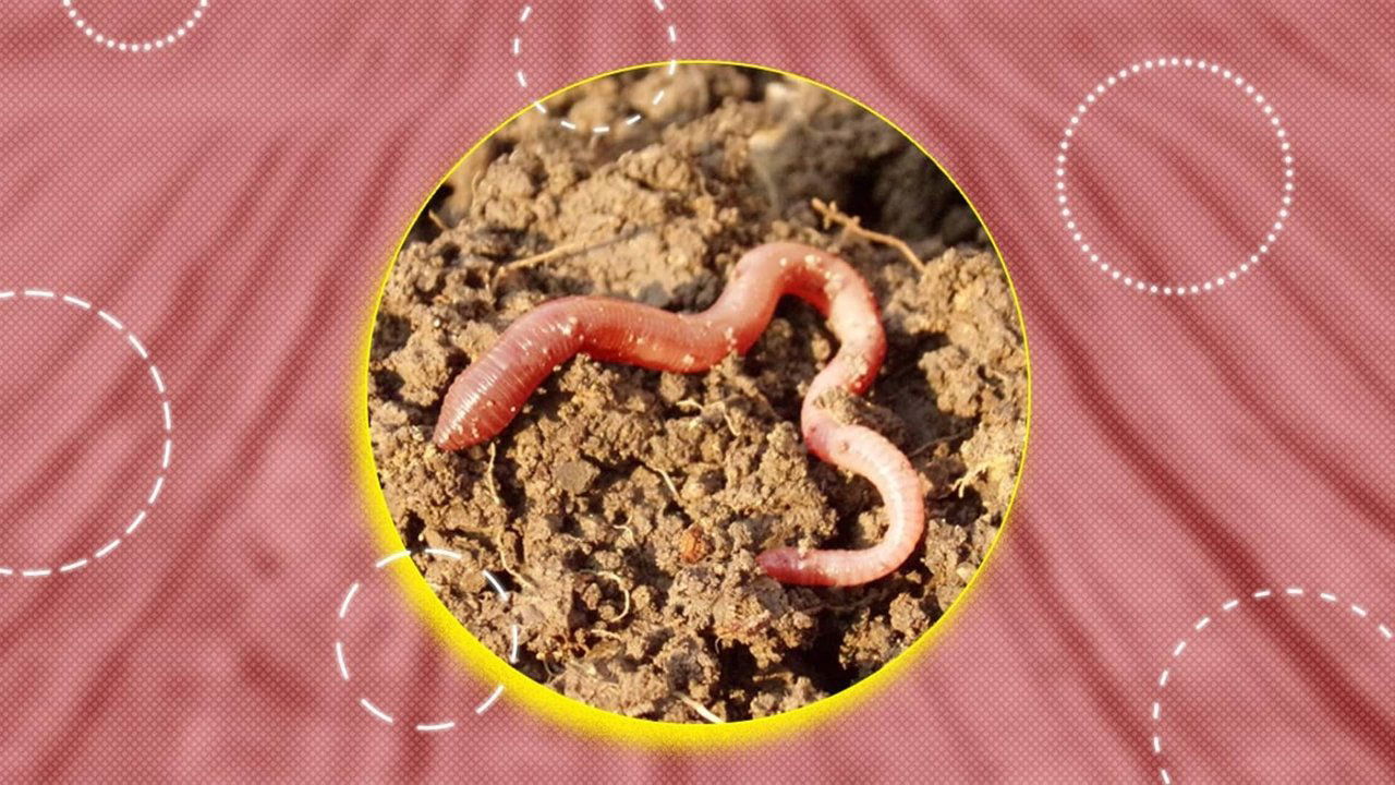 Het excuus van de Boerenleenbank