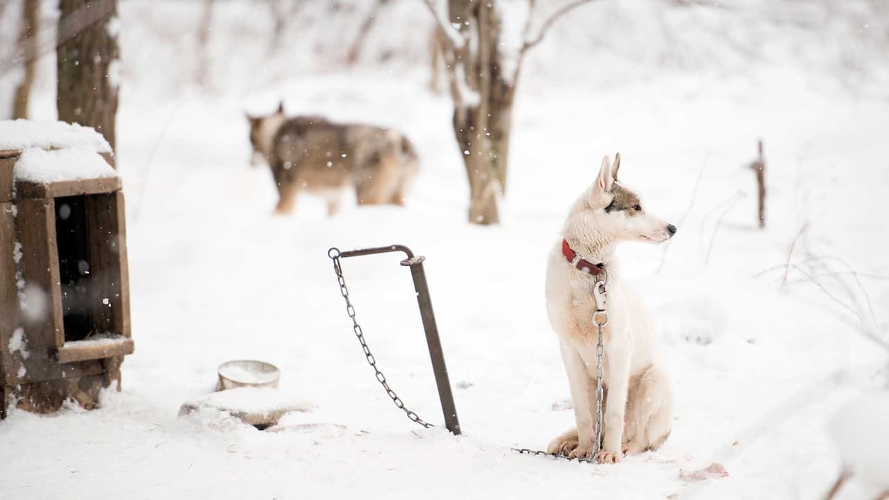 Sled Dogs background