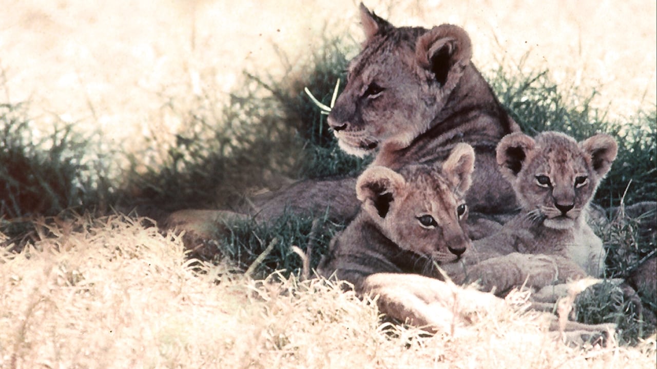 The African Lion Backdrop Image