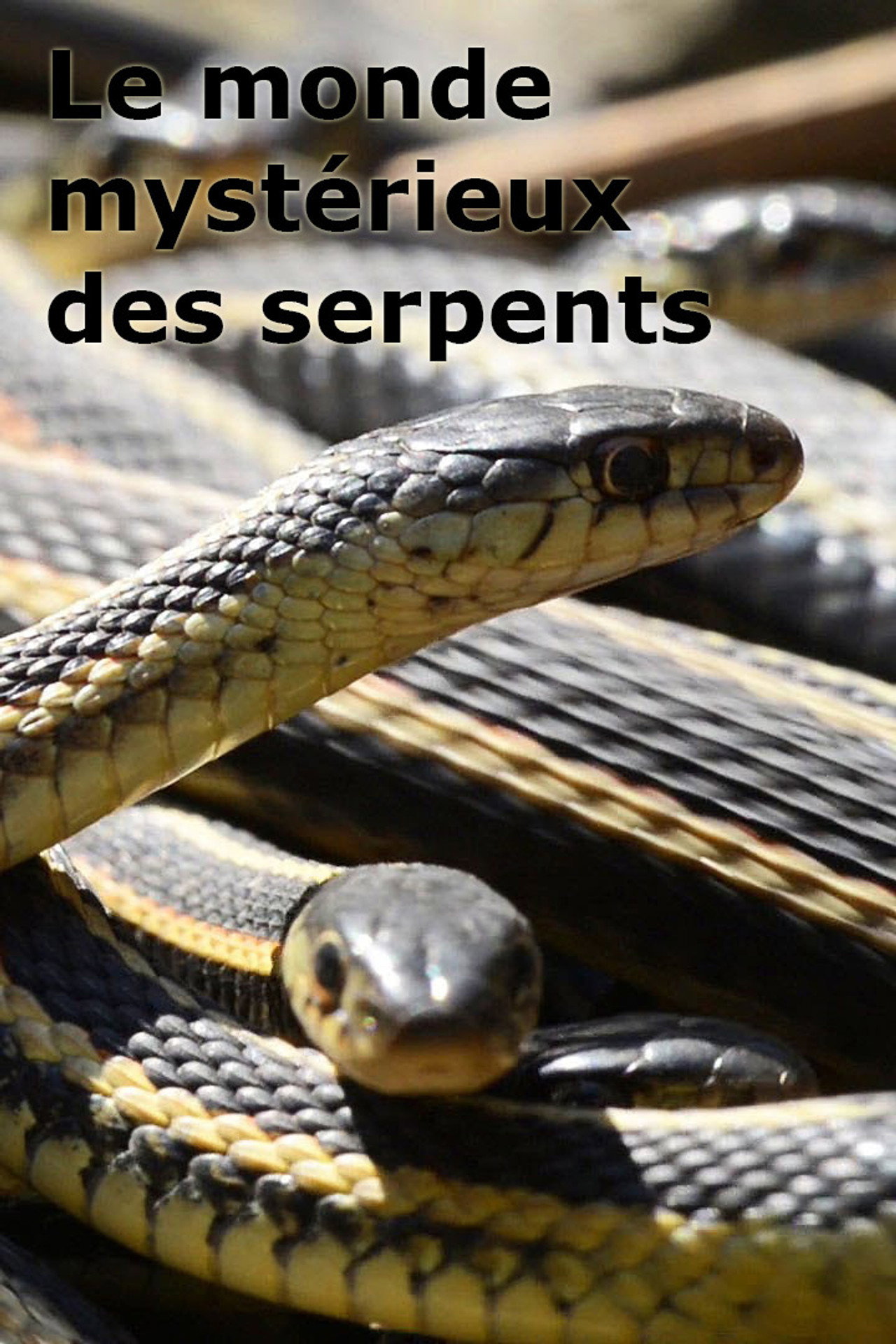 Le monde mystérieux des serpents filmaffisch